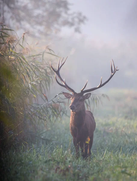 Red Deer Stojí Lese Mlhavé Ráno Volně Žijící Zvířata Přirozeném — Stock fotografie