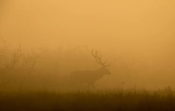 Silueta Jelen Velkými Parohy Procházky Lese Husté Mlze Volně Žijící — Stock fotografie