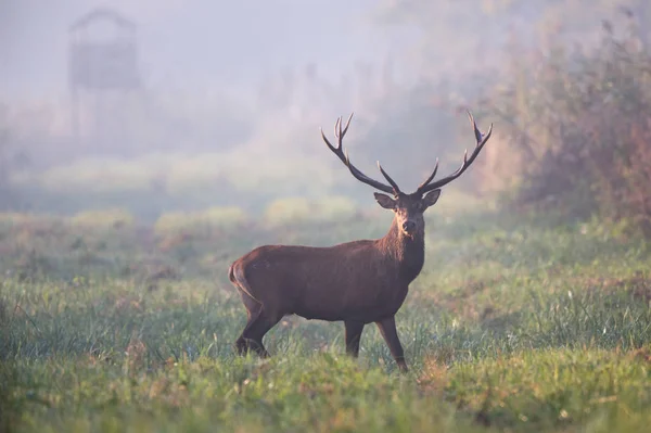 Rothirsche Stehen Einem Nebligen Morgen Wald Wildtiere Natürlichem Lebensraum — Stockfoto