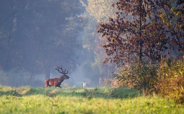 Veado Vermelho Com Grandes Chifres Andando Floresta Rugindo Época Acasalamento — Fotografia de Stock