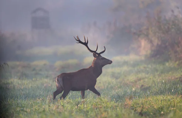 在雾的早晨 红鹿在森林里行走 自然栖息地的野生动物 — 图库照片