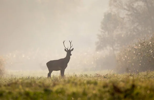 Young male animal red deer with small antlers standing in forest on foggy morning. Wildlife in natural habitat