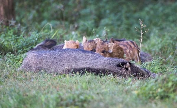 Close Van Biggen Zuigen Van Wilde Zwijnen Gras Bos — Stockfoto