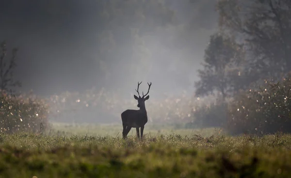 Young Male Animal Red Deer Small Antlers Standing Forest Foggy — Stock Photo, Image