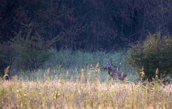 红鹿与大鹿角站在森林和咆哮在交配季节 野生动物在自然栖息地 — 图库照片