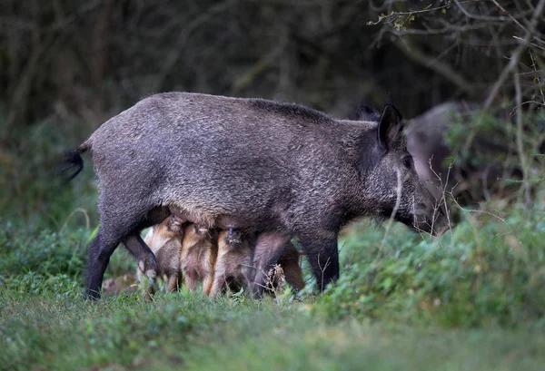 Piglets Suckling Wild Boar While She Standing Grass Forest — Stock Photo, Image