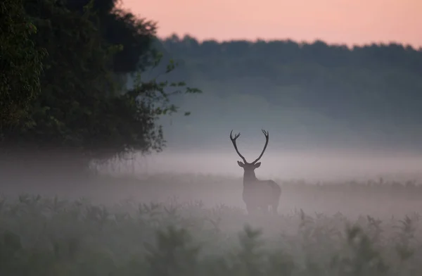 Red Deer Stojí Lese Husté Mlhy Létě Ráno Volně Žijící — Stock fotografie