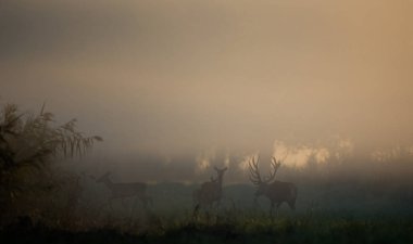 Kızıl geyik boynuzları ve hinds sisli sabahı ormandaki silüeti. Yabani hayvanlar ve bitkiler doğal ortamlarında
