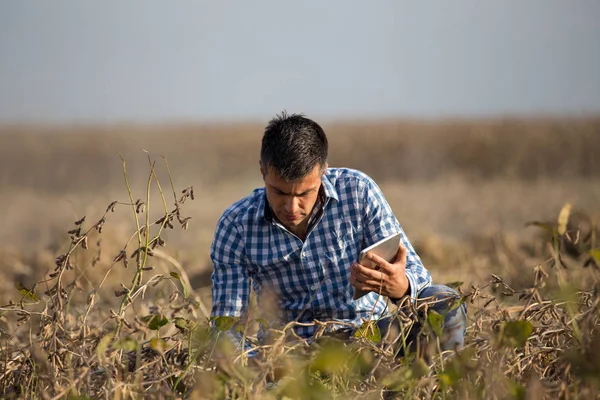 Satisfied Handsome Farmer Tablet Squatting Ripe Soybean Field Harvest — Stock Photo, Image