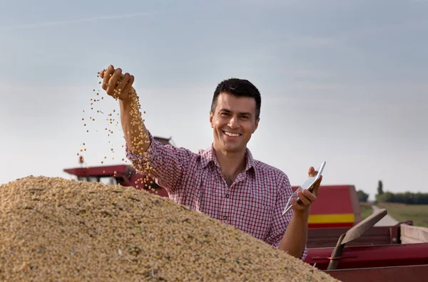 収穫後のトレーラーで手で大豆の粒を持って満足しているハンサムな農家 — ストック写真