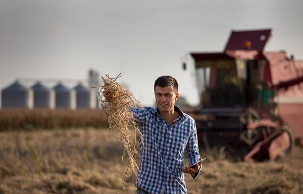 Landwirt Mit Tablet Hält Sojabohnenstroh Während Mähdrescher Hintergrund Arbeitet — Stockfoto