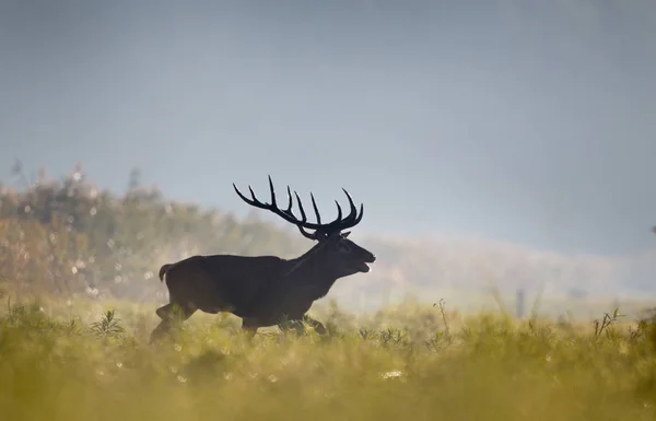 Ciervo Rojo Con Grandes Cuernos Caminando Bosque Rugiendo Temporada Apareamiento —  Fotos de Stock