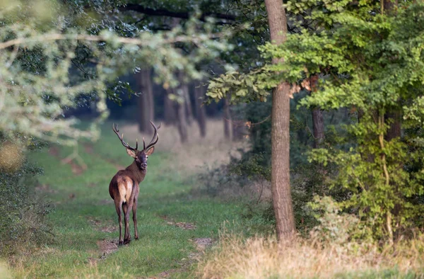 Young male animal red deer with small antlers standing in forest. Wildlife in natural habitat