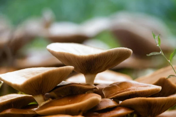 Close Wild Mushrooms Forest — Stock Photo, Image