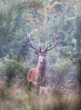 Kızıl geyik ayakta ormandaki portresi. Yabani hayvanlar ve bitkiler doğal ortamlarında
