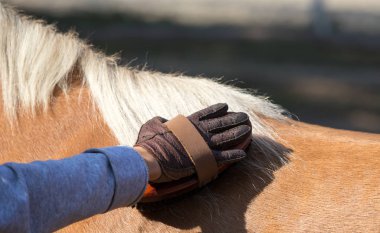 Çocuğun elini tutarak fırça ve damat midilli at eldiven ile yakın çekim