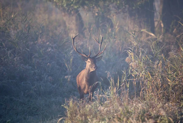Cervo Rosso Piedi Nella Foresta Mattino Nebbioso Fauna Selvatica Habitat — Foto Stock
