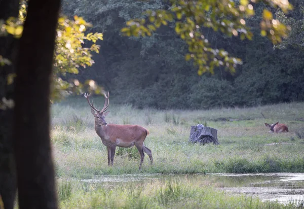 Cervo Rosso Piedi Nella Foresta Accanto Fiume Fauna Selvatica Habitat — Foto Stock