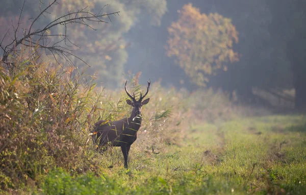 Rothirsche Stehen Einem Nebligen Morgen Wald Wildtiere Natürlichem Lebensraum — Stockfoto