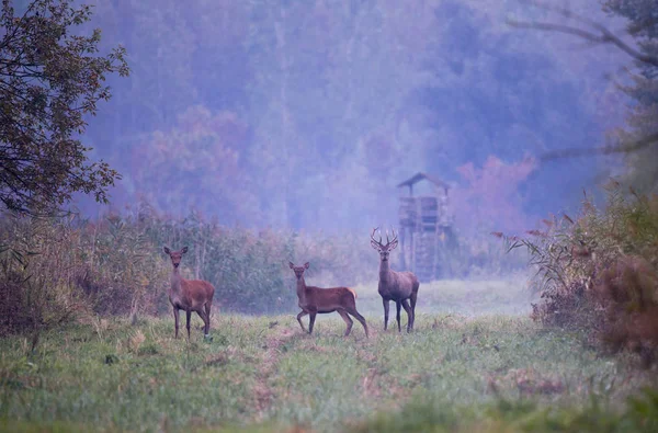 Veado Vermelho Jovem Com Hinds Floresta Manhã Nebulosa Vida Selvagem — Fotografia de Stock