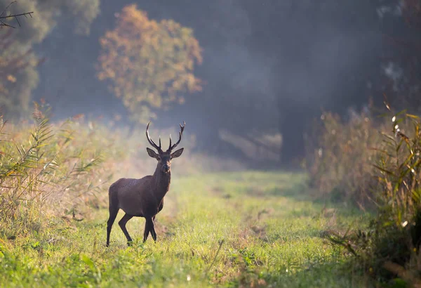 Rothirsche Stehen Einem Nebligen Morgen Wald Wildtiere Natürlichem Lebensraum — Stockfoto