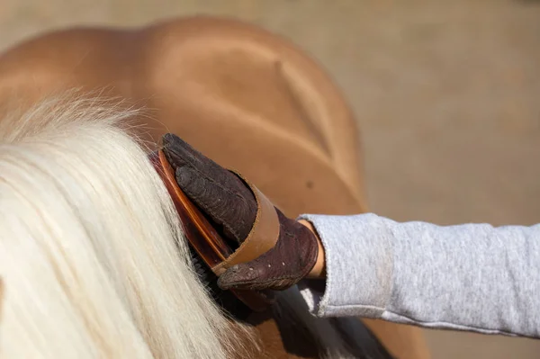 Close Child Hand Gloves Holding Brush Grooming Pony Horse — Stock Photo, Image