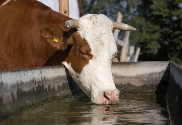 Close Cow Drinking Water Reservoir Farm — Stock Photo, Image