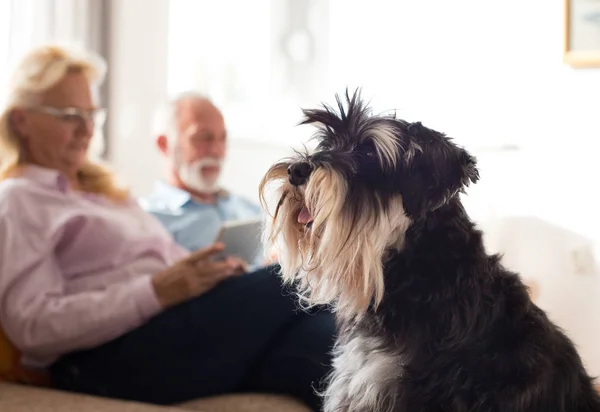 リビング ルームの先輩カップルの前でソファの上に犬の肖像画 — ストック写真