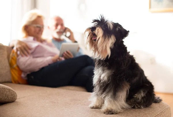 Porträt Des Hundes Auf Der Couch Vor Glücklichem Senioren Paar — Stockfoto