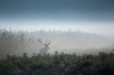 Ormandaki kızıl geyik ayakta sisli sabahı silüeti. Yabani hayvanlar ve bitkiler doğal ortamlarında