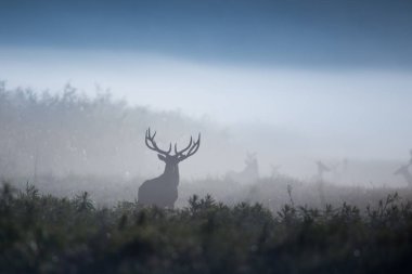 Silhouette of red deer standing in forest on foggy morning. Wildlife in natural habitat clipart