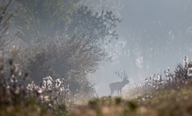 Silhouette of red deer standing in forest on foggy morning and roaring. Wildlife in natural habitat clipart