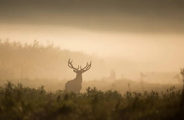 Silhouette Von Rothirschen Mit Großem Geweih Schilf Nebligen Morgen Wildtiere — Stockfoto