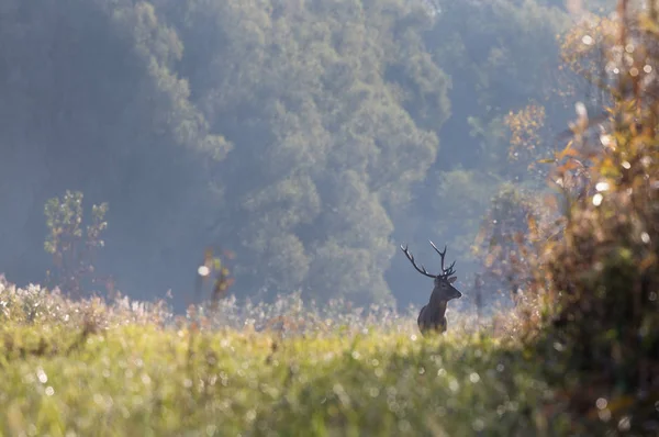 Rothirsche Die Einem Nebligen Morgen Wald Spazieren Und Die Kamera — Stockfoto