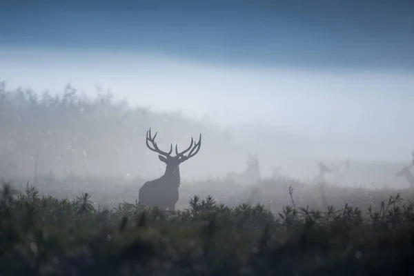 Silhouette Cerf Rouge Debout Dans Forêt Matin Brumeux Faune Dans — Photo