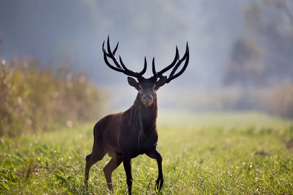 Red Deer Stojí Lese Mlhavé Ráno Volně Žijící Zvířata Přirozeném — Stock fotografie