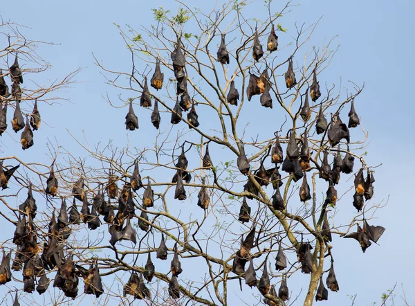 Groep Van Vleermuizen Vliegende Vossen Rusten Takken Sri Lanka — Stockfoto