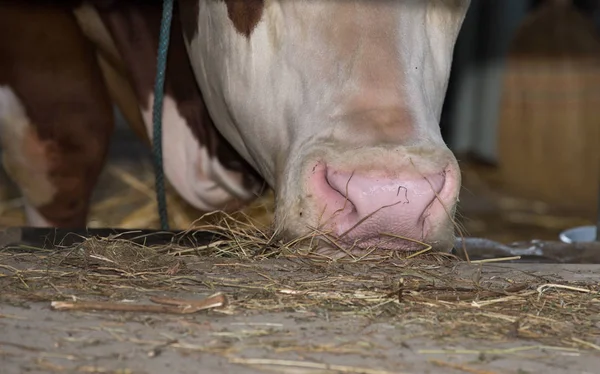 Close Cow Muzzle While Eating Hay Manger Ranch — Stock Photo, Image