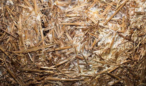 Top view of straw prepared for mushrooms growth, as background texture image