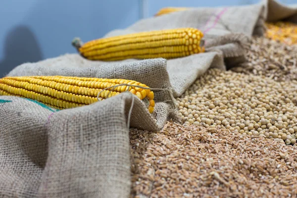 Close Corn Cobs Sack Full Different Crops — Stock Photo, Image