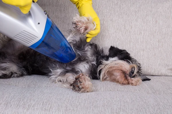 Removing dog\'s hair concept. Woman vacuuming fur from miniature schnauzer on sofa