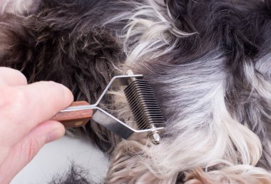 Damat'ın el kesme köpek saç beyaz arka planı kapat