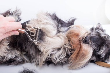 Beyaz masaya yatarken damat'ın el kesme köpek