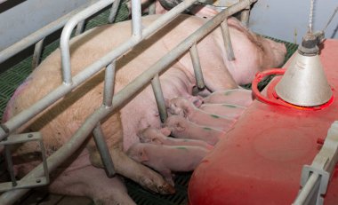 Newborn piglets suckling milk from sow in moder pigpen clipart