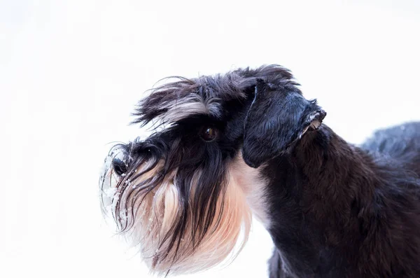 Μινιατούρα Schnauzer Χιόνι Στα Γένια Που Απομονώνονται Λευκό Φόντο — Φωτογραφία Αρχείου