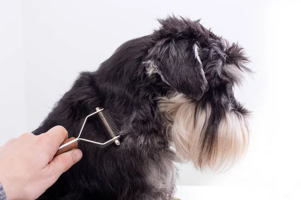 Mano Del Hombre Recortando Pelo Perro Sobre Fondo Blanco — Foto de Stock