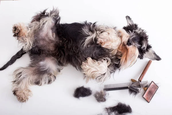 Schnauzer Miniatura Deitado Mesa Branca Com Ferramentas Preparação Lado Dele — Fotografia de Stock