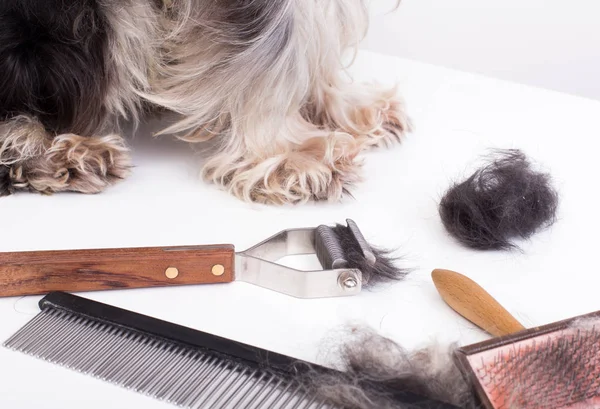 Närbild Grooming Verktyg Och Ben Dvärgschnauzer Bakgrunden — Stockfoto