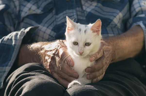 老人抱着小白猫在他的腿上在花园里 — 图库照片