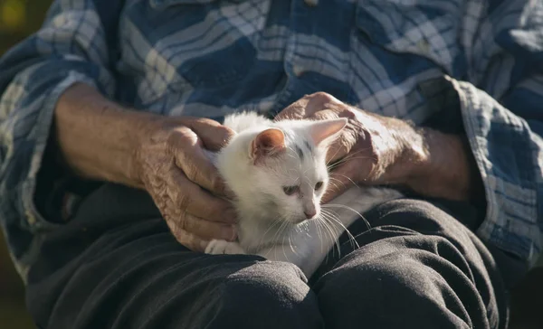Homem Idoso Abraçando Pequeno Gato Branco Seu Colo Jardim — Fotografia de Stock